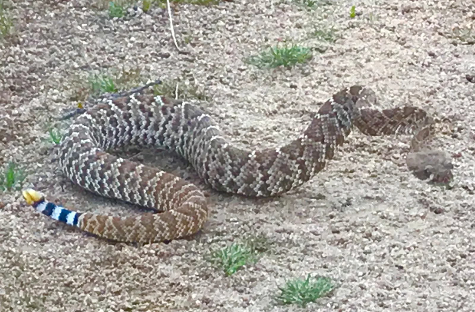 Rattlesnake on Trail